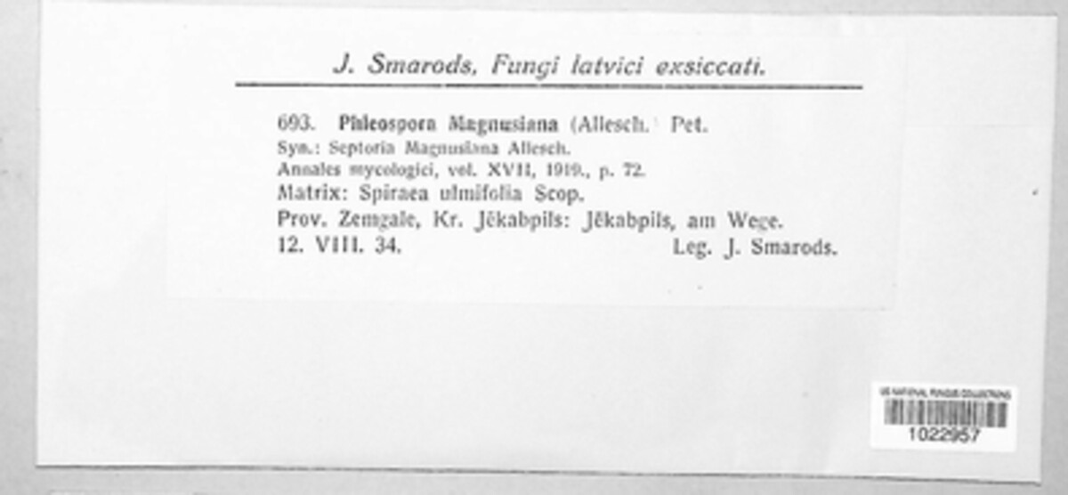 Septoria magnusiana image